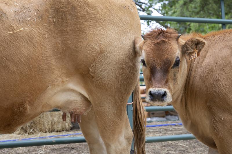 Agricultura insta al sector lácteo a cumplir la Ley en materia de costes en los precios pagados a ganaderos
