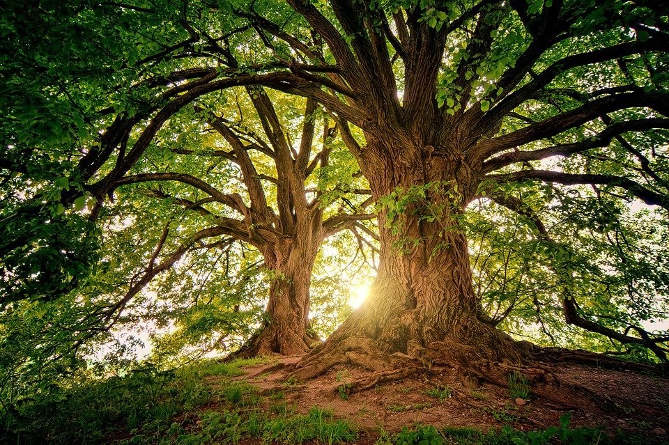 Importancia de preservar la naturaleza para el futuro de la Tierra