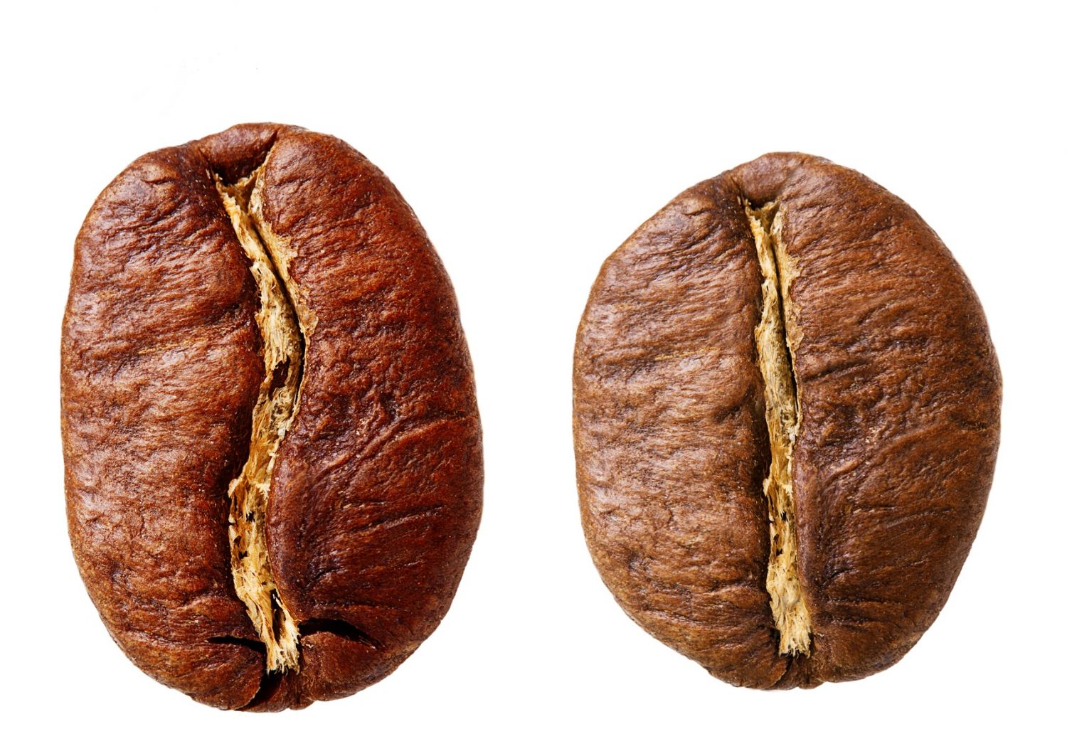 arábica y robusta