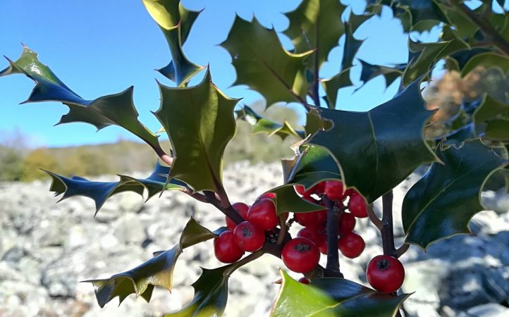 economia acebo navidad empleo turismo Merca2.es