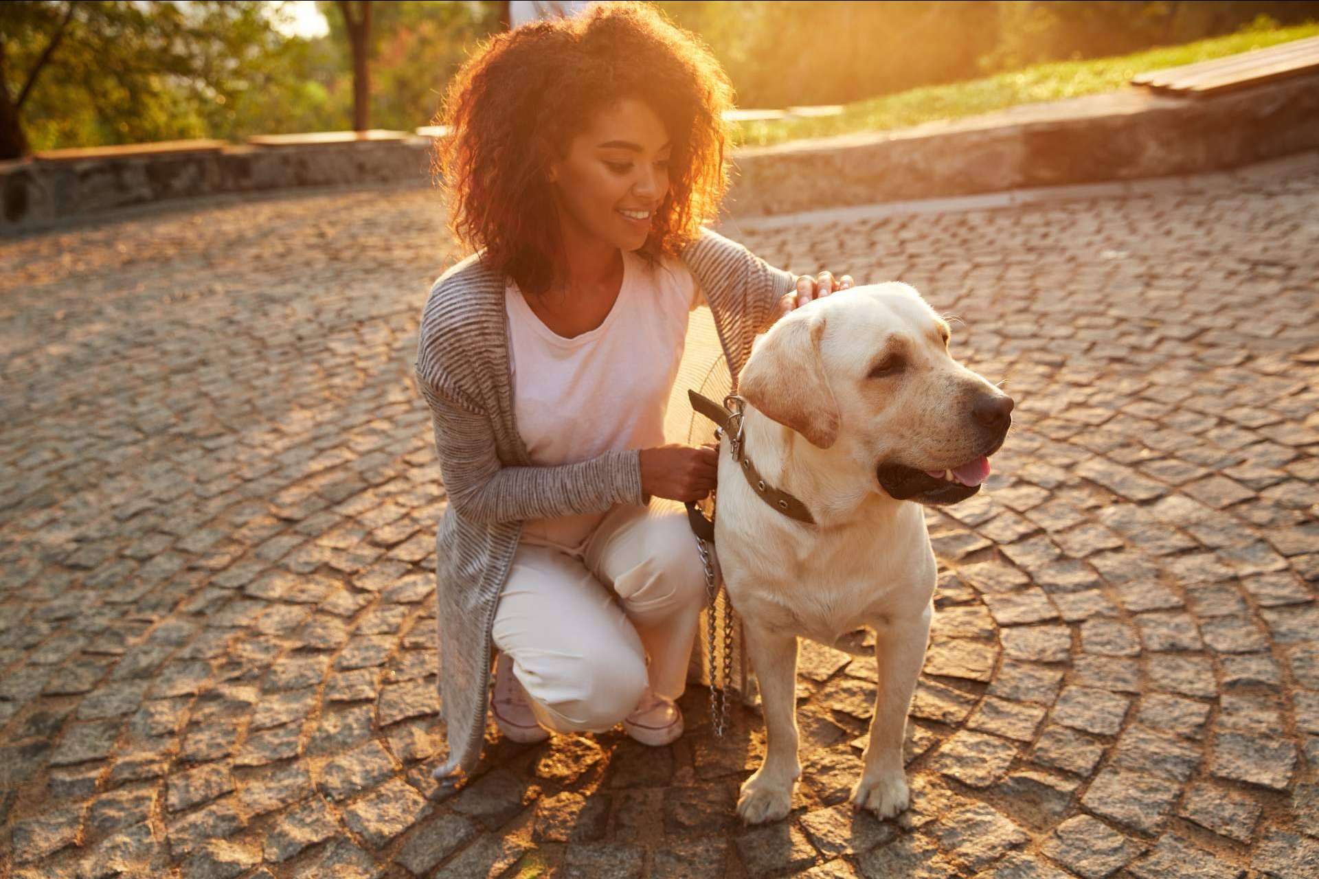 Miwuki Pet Shelter, la plataforma que busca una solución al abandono de mascotas en España