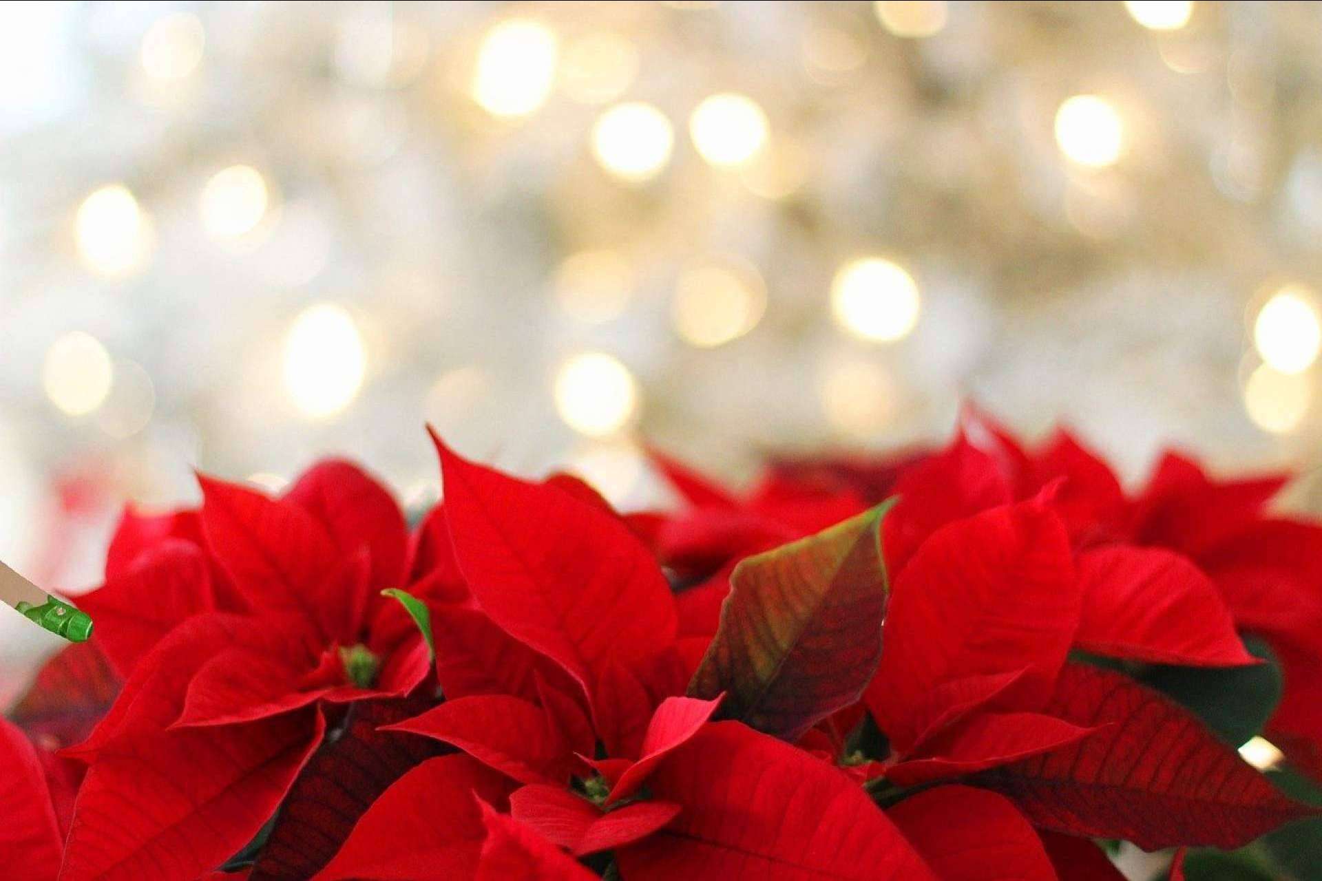 Las floristerías se preparan a medida que se acerca la Navidad