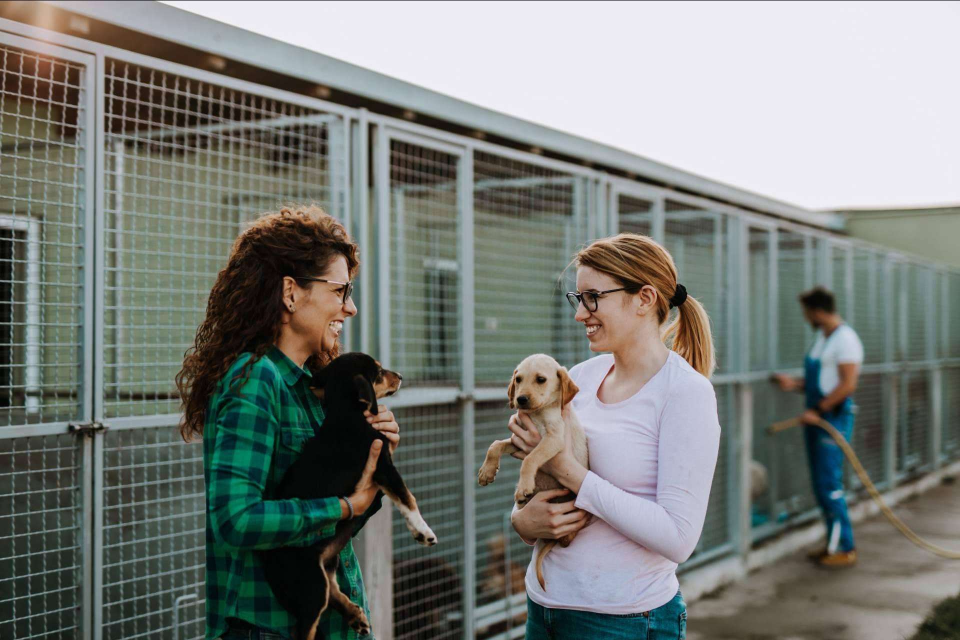 El proyecto Adopta un Animal y su tienda online propia ayudan a fundaciones y protectoras de animales