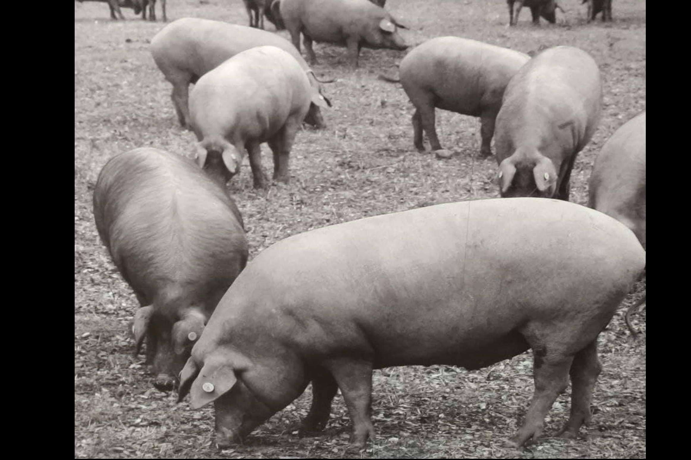 ¿Qué hace especial al jamón ibérico de calidad de La Abadía Ibéricos?
