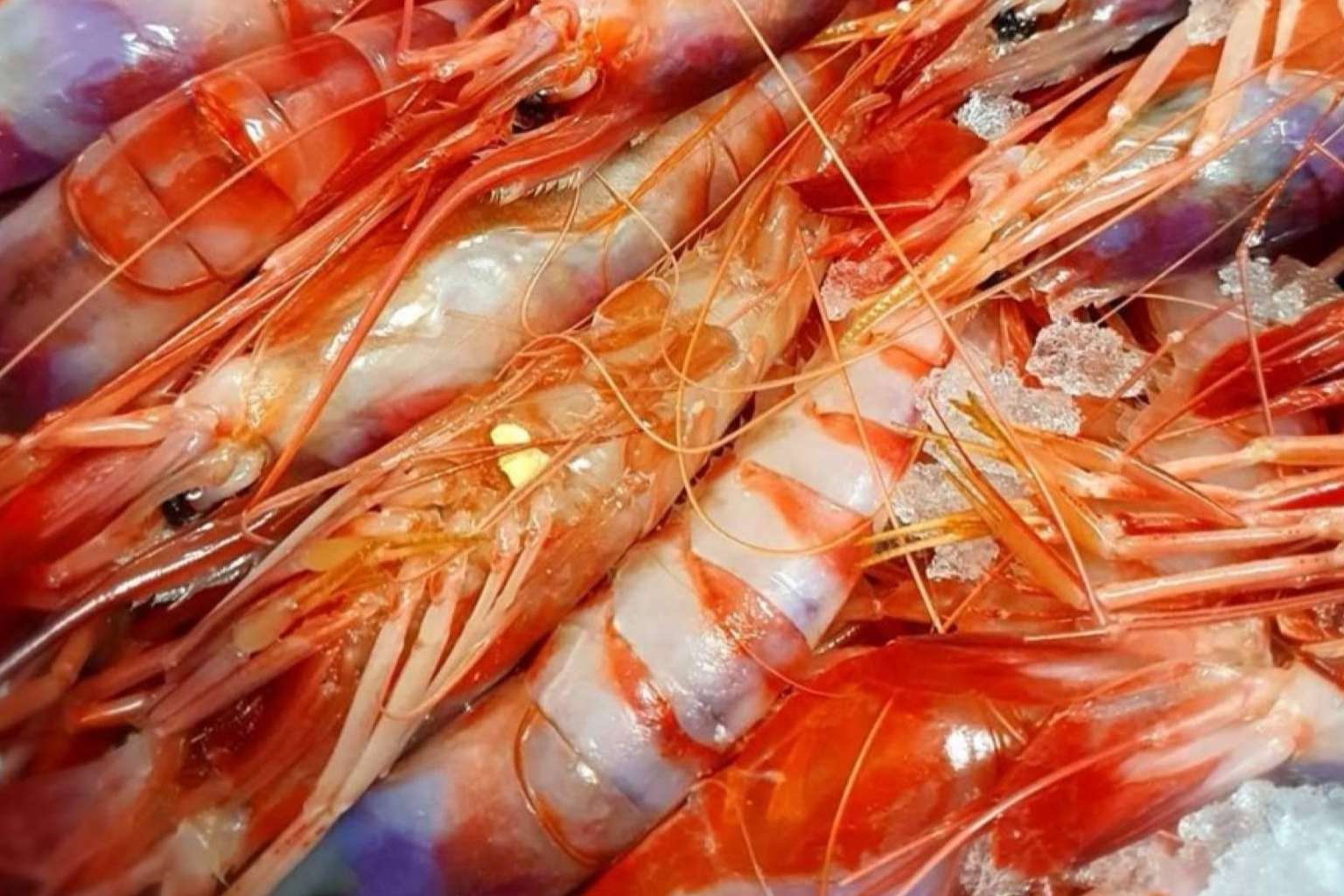 Hacer las compras de mariscos y pescados para la Navidad en comprarpescadoonline.es