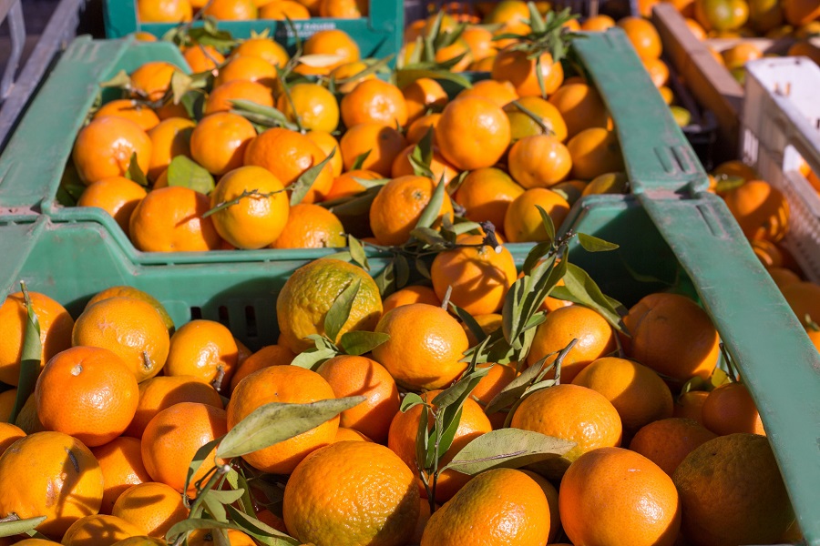 Sudáfrica intenta colar naranjas contaminadas en el mercado español
