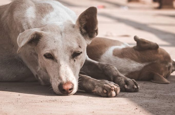 Aléjese de otros perros