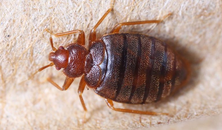 Estos son los insectos que duermen contigo en tu cama