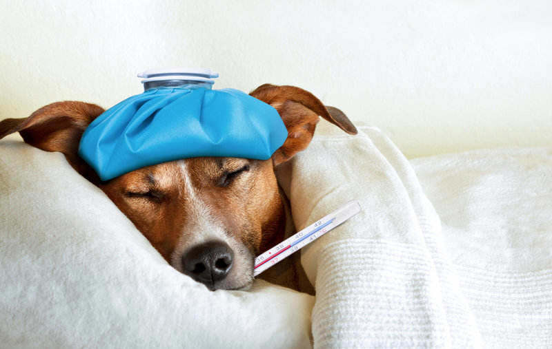 Los mejores remedios para acabar con el resfriado de tu perro