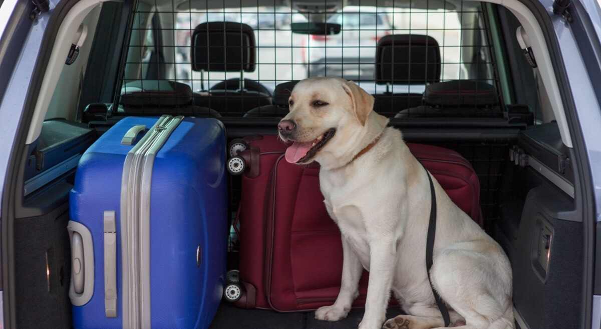 Esta es la única forma segura de llevar a tu mascota en el coche con seguridad y sin multa