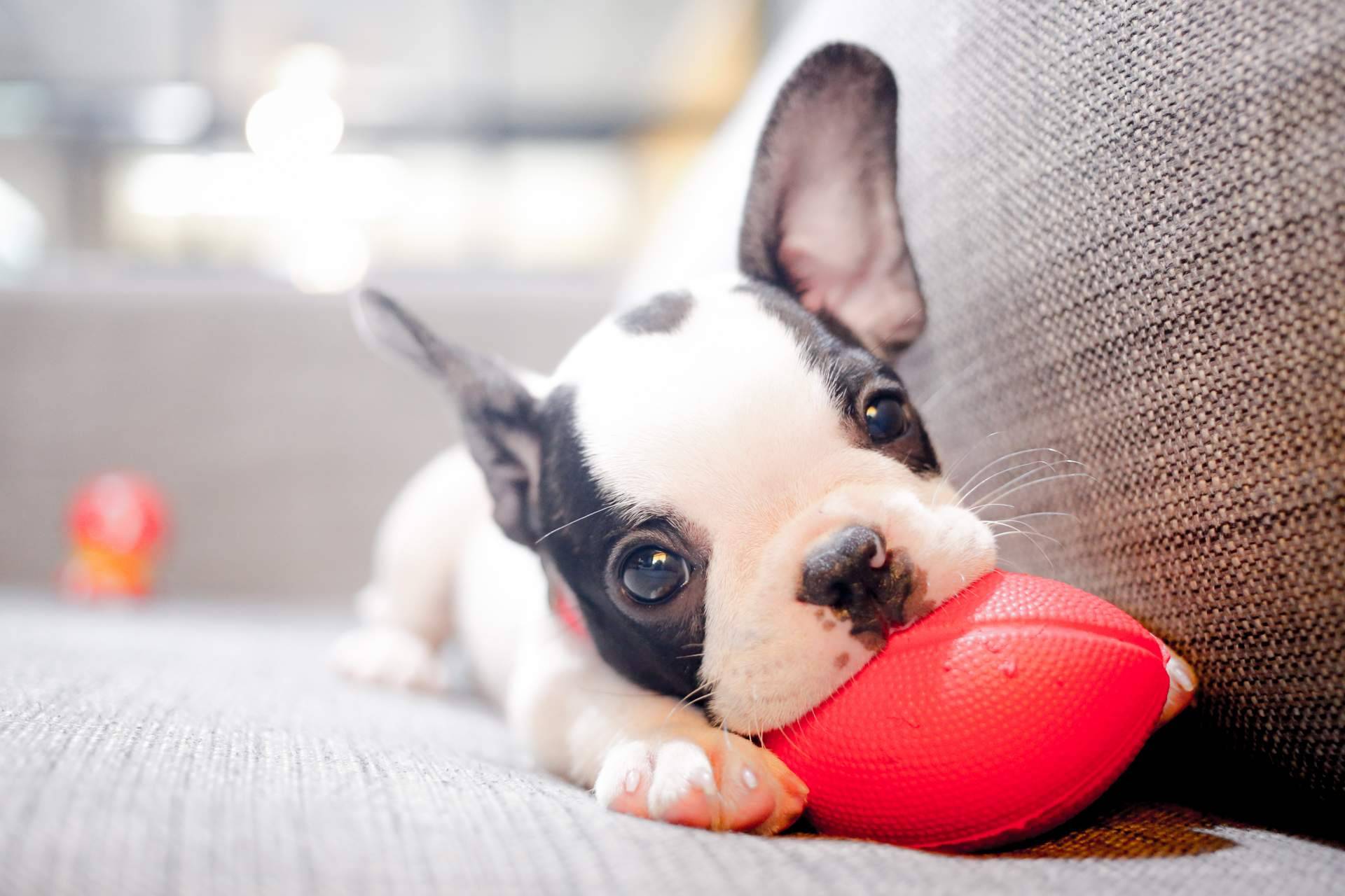 La importancia de comprar cachorros sanos en una tienda fiable como 101 Cachorros