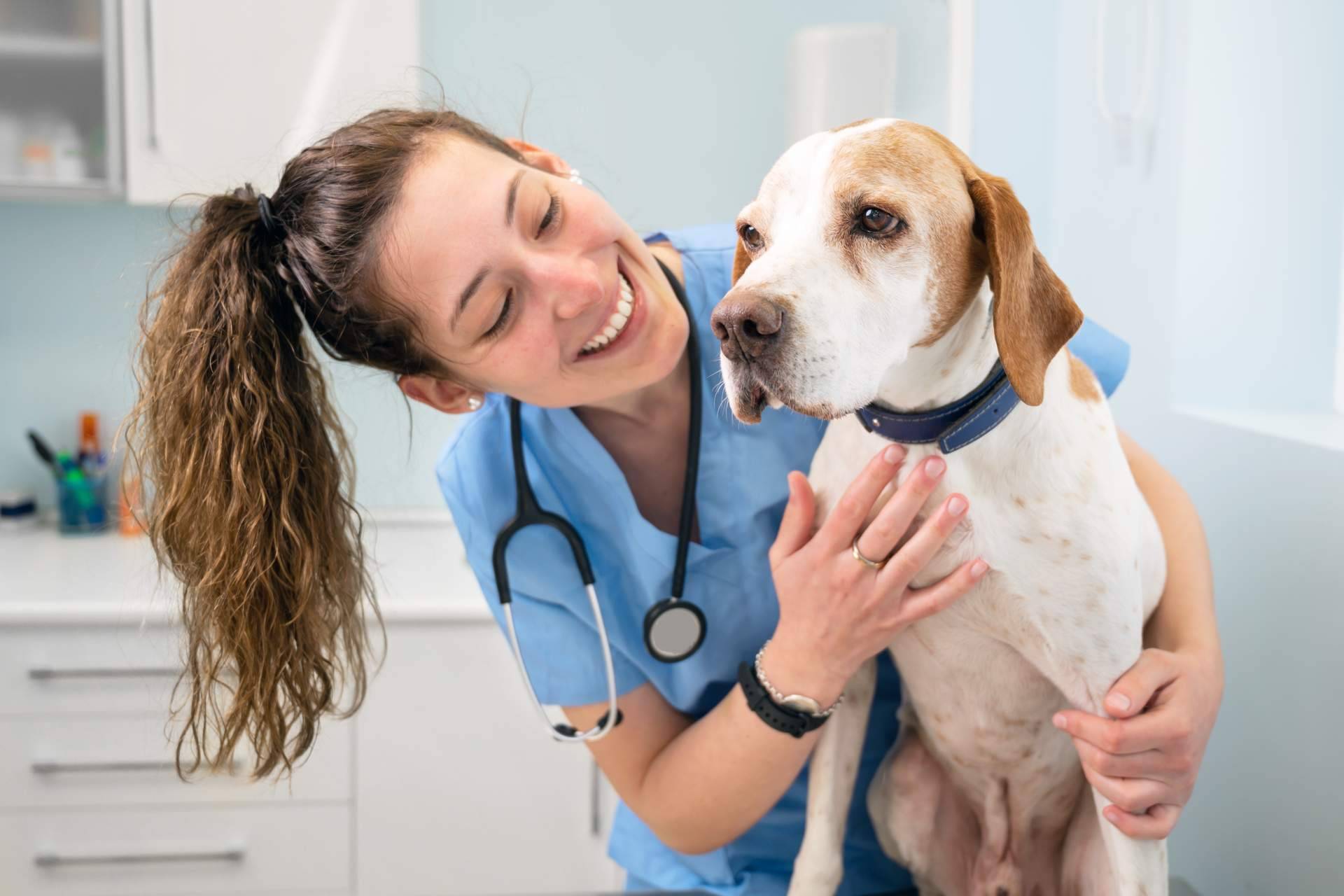 1 Click Vet, el innovador servicio de veterinario a domicilio las 24 horas del día