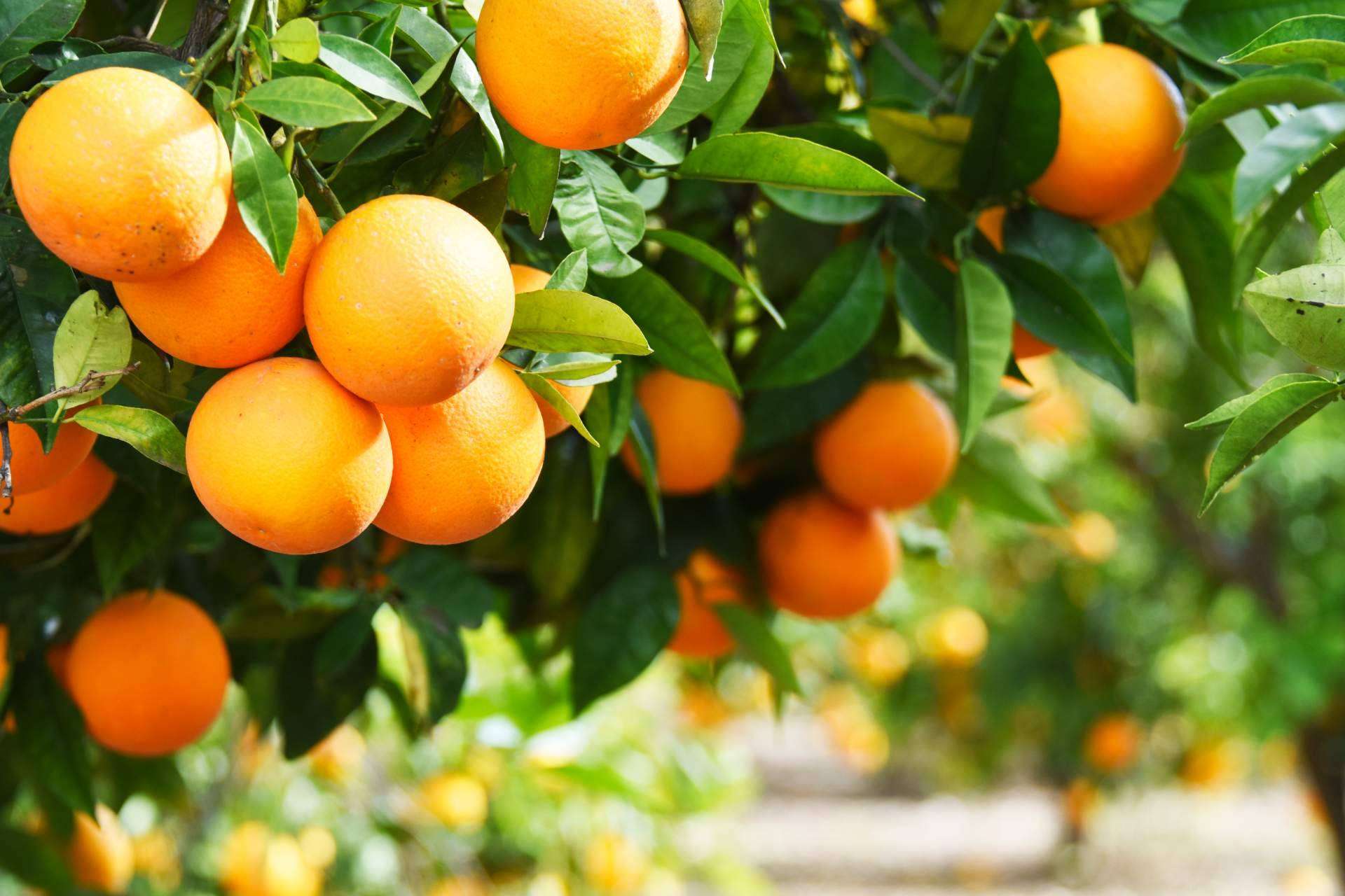 Las ventajas de comprar naranjas de zumo en Finca el Carraixet