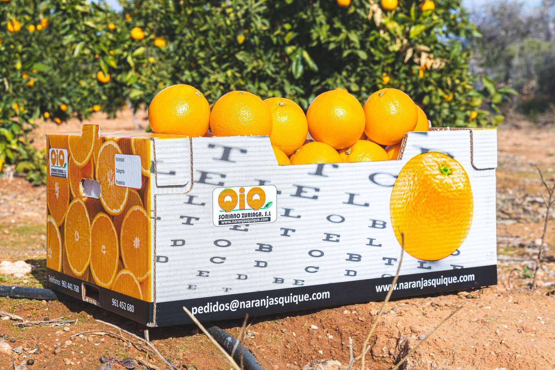 ¿Cuáles son las ventajas de comprar naranjas online? Naranjas Quique