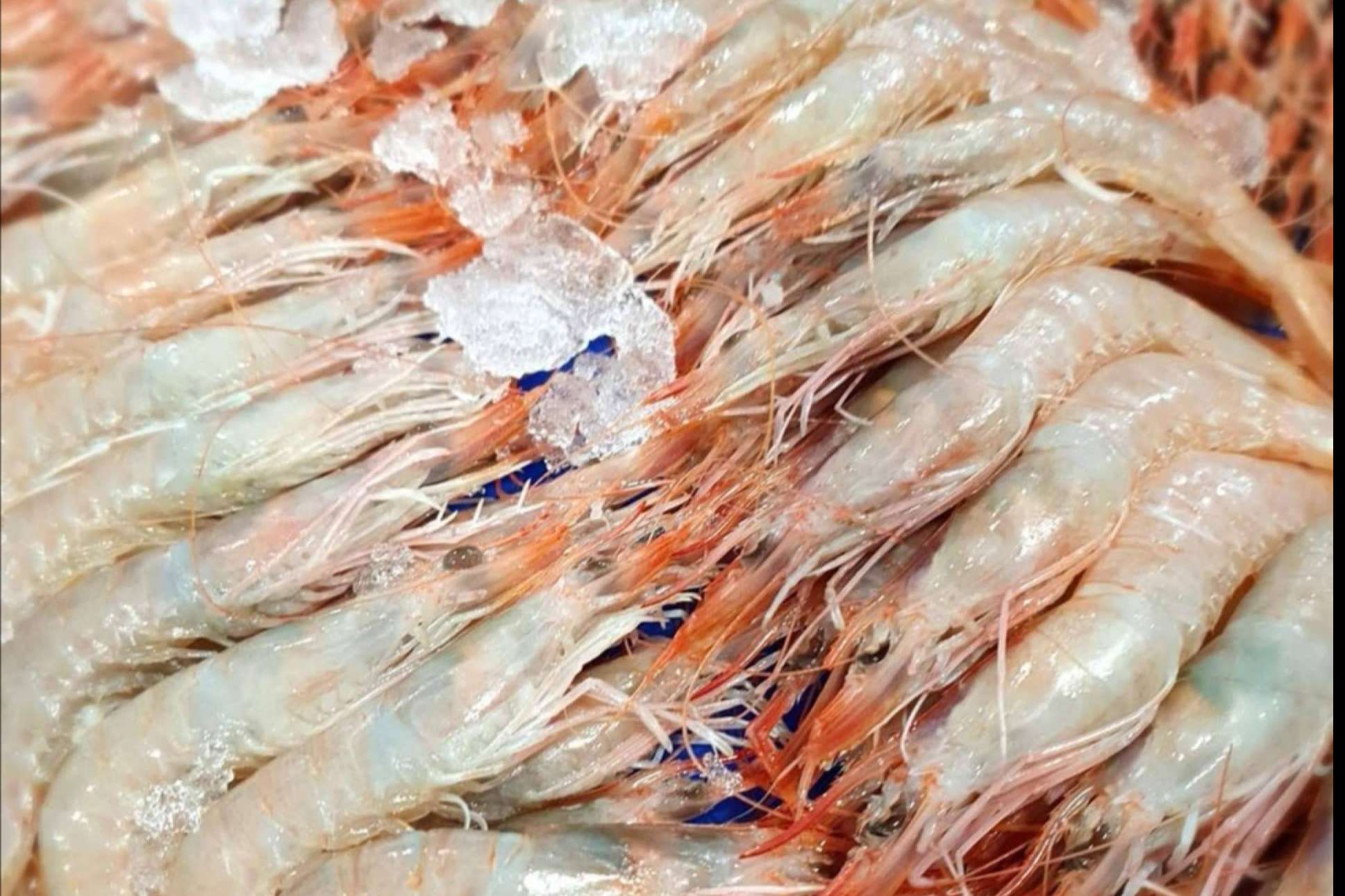 Esta Navidad compra Mariscos online