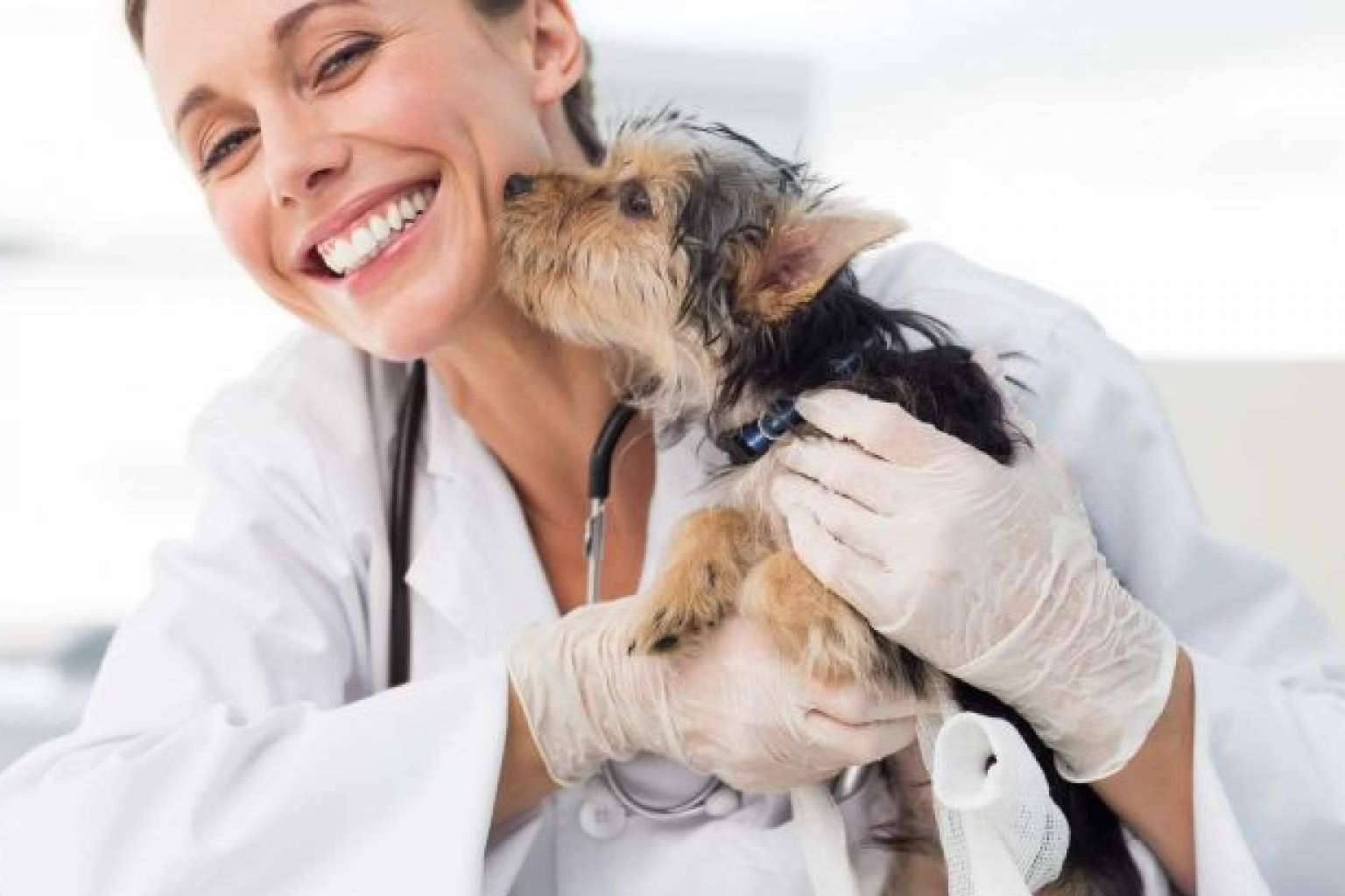 El seguro para perros y gatos de Adeslas Mascotas que protege la salud de las mascotas y de sus dueños