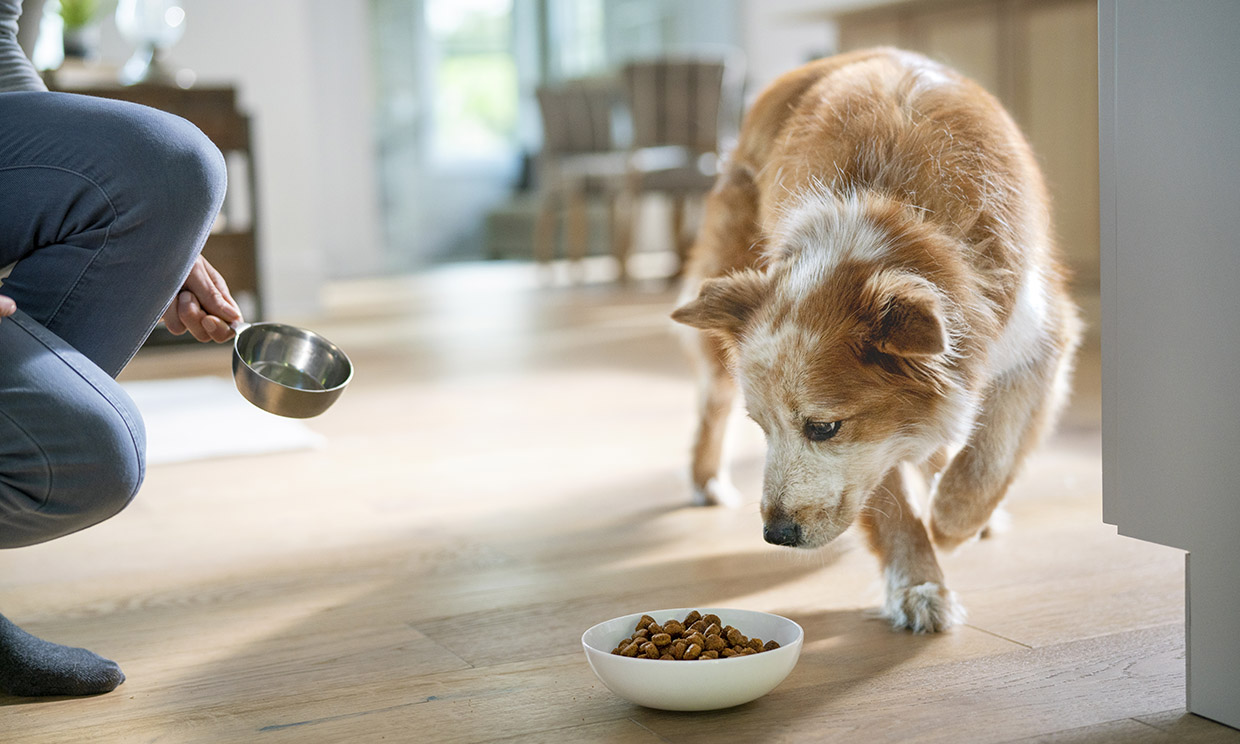 Cómo saber cuánto tiene que comer tu perro al día