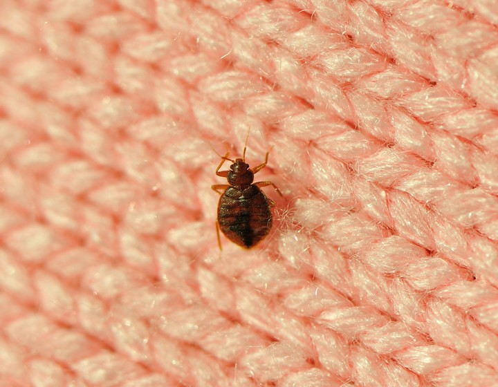 insectos