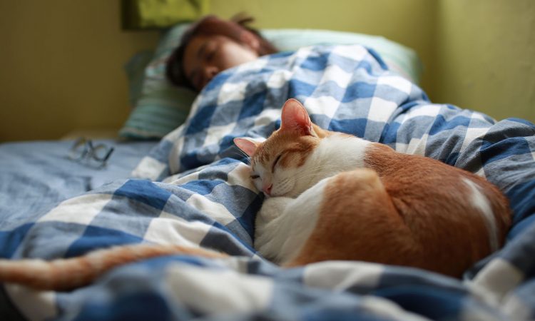 gato cama Merca2.es