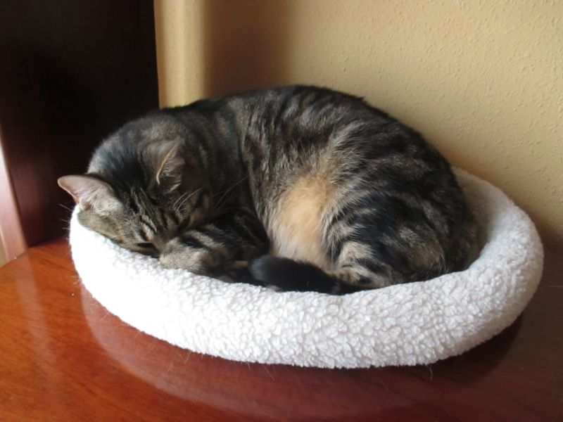 gato