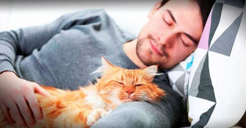 gato