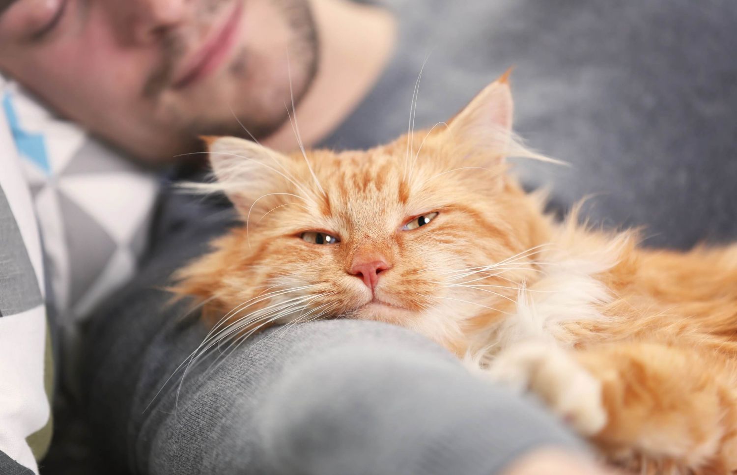 Este es el motivo por el que nunca deberías dormir con tu gato