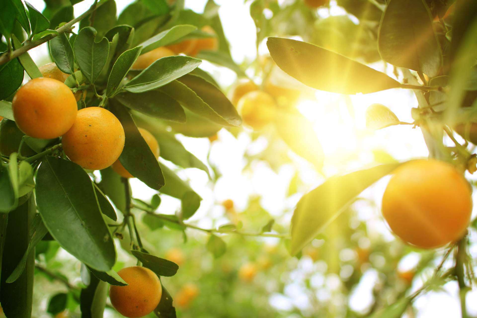 Sabor a Naranjas dispone de naranjas totalmente naturales en su página web