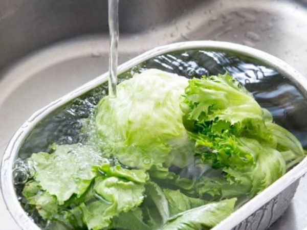 lechuga Merca2.es