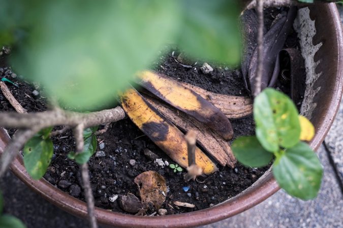 plátano plantas Merca2.es