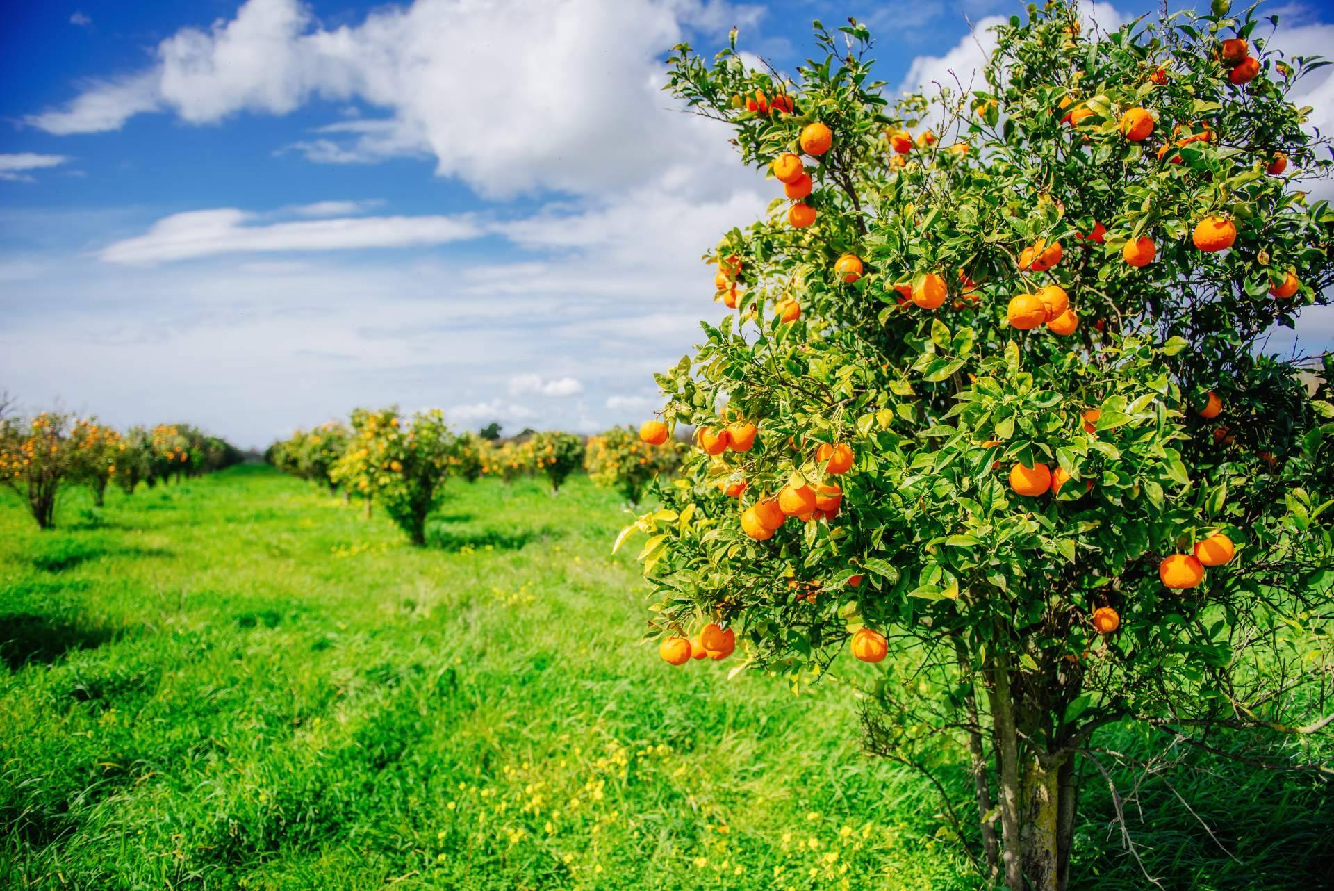 Adquirir naranjas directamente al agricultor es posible a través de la Finca El Carraixet