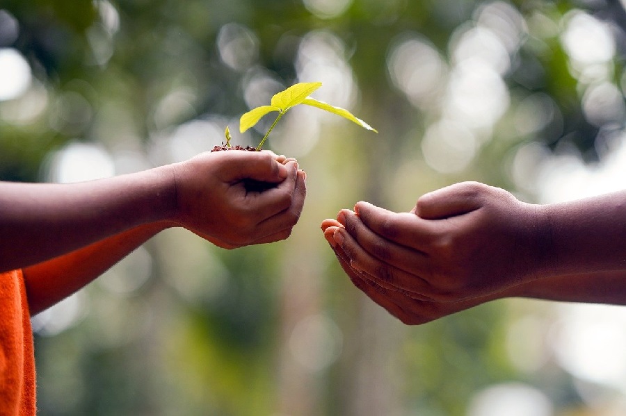 Cómo cuidar las plantas de tu hogar de forma ecológica con Pur Plant