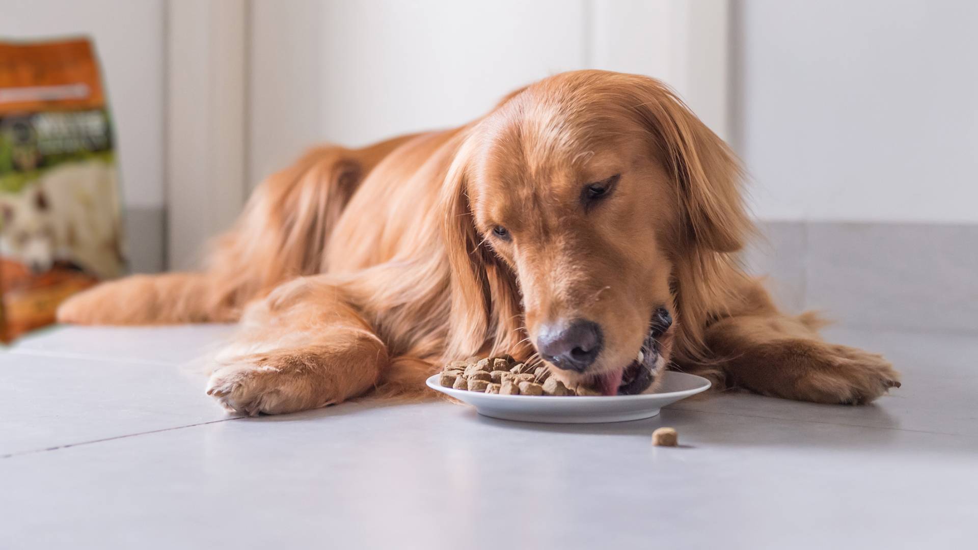 ¿Qué es realmente el pienso para perros?