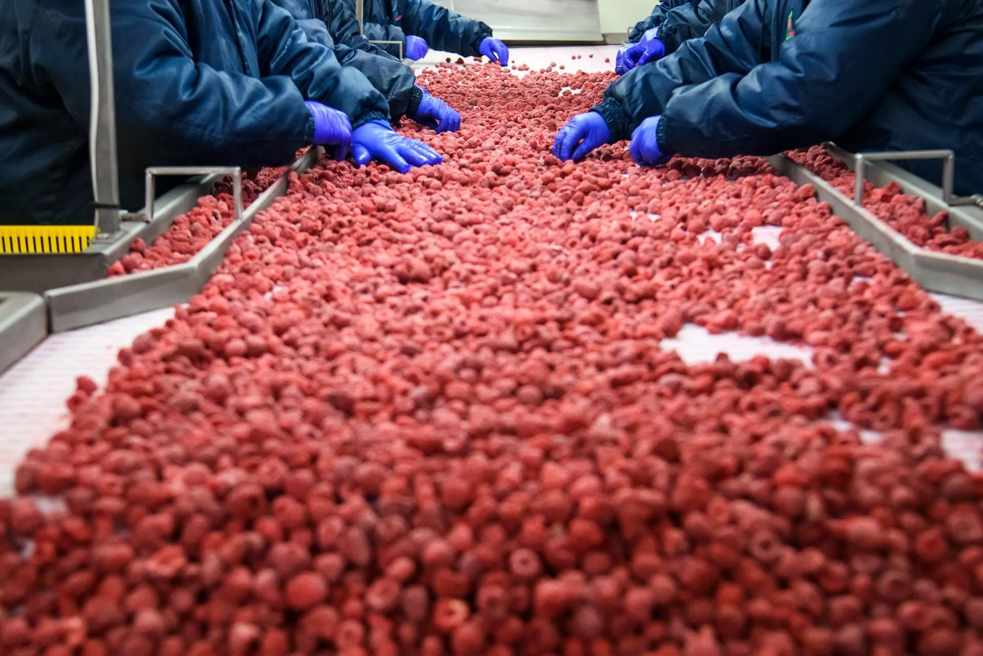 En las empresas alimentarias, la limpieza y desinfección de las instalaciones son de vital importancia