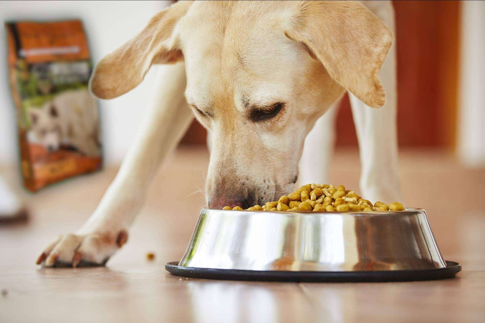 La cuestión de si la dieta BARF es una comida natural para perros