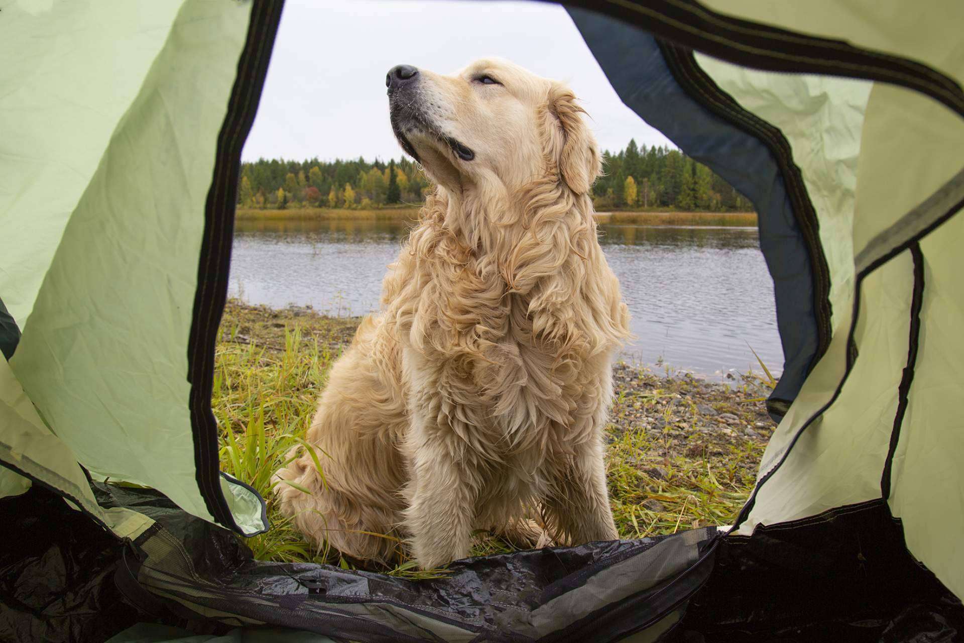 ¿Qué es Mooiza flex?, un producto especial para las articulaciones de perros