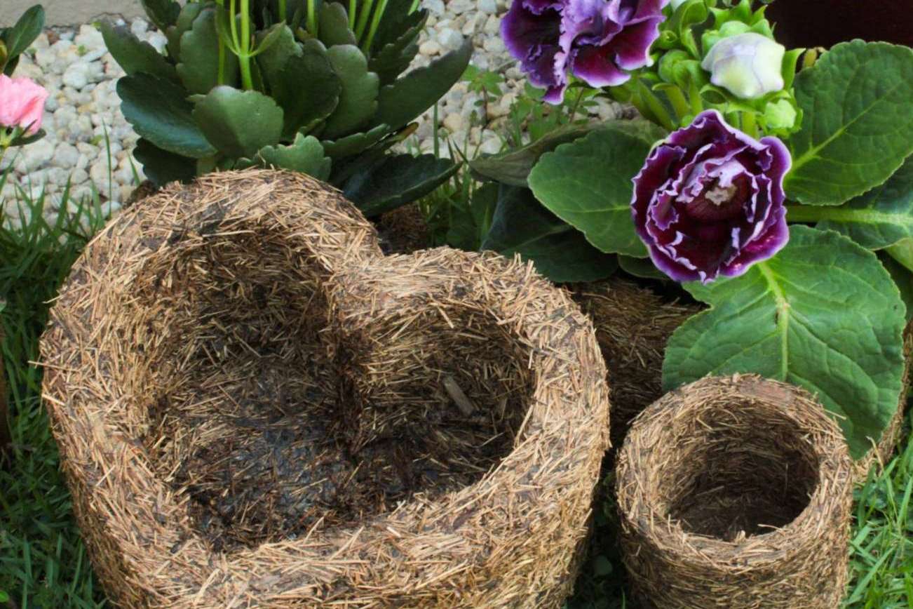 Contribuir a un mundo verde con Xaxim Pots, un emprendimiento de Biosolvit Spain