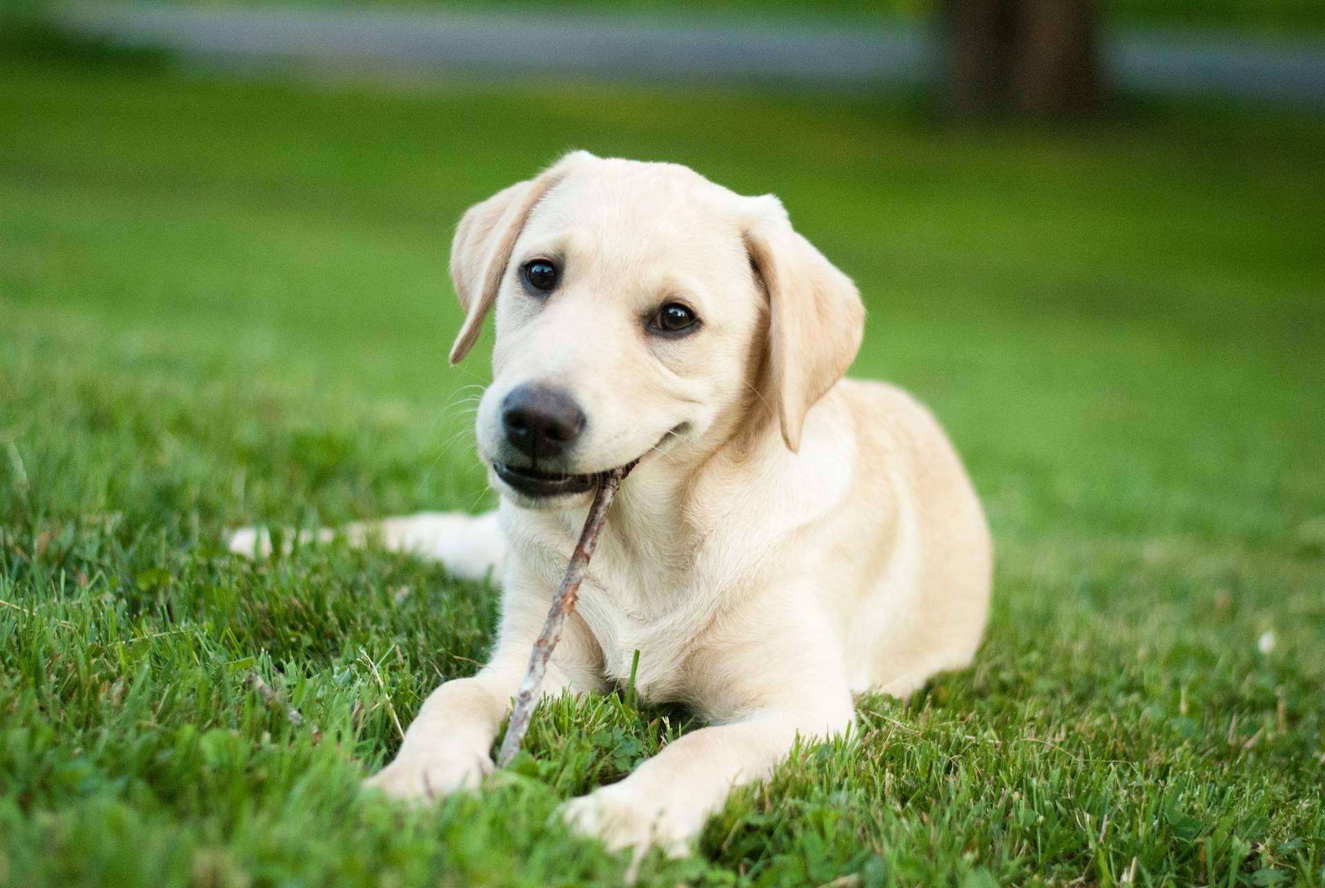 101 Cachorros, un criadero especializado que ofrece todas las garantías en sus servicios