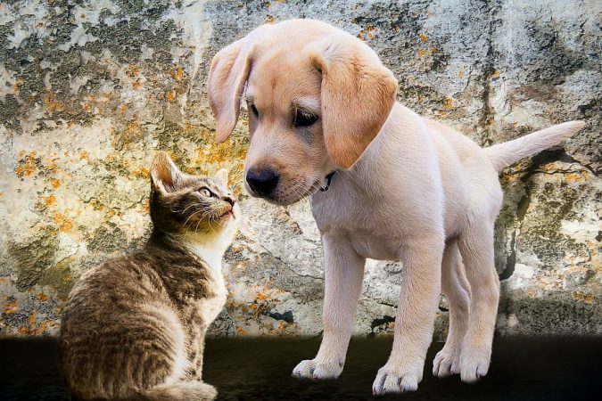ley de protección animal