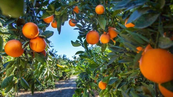 naranjas