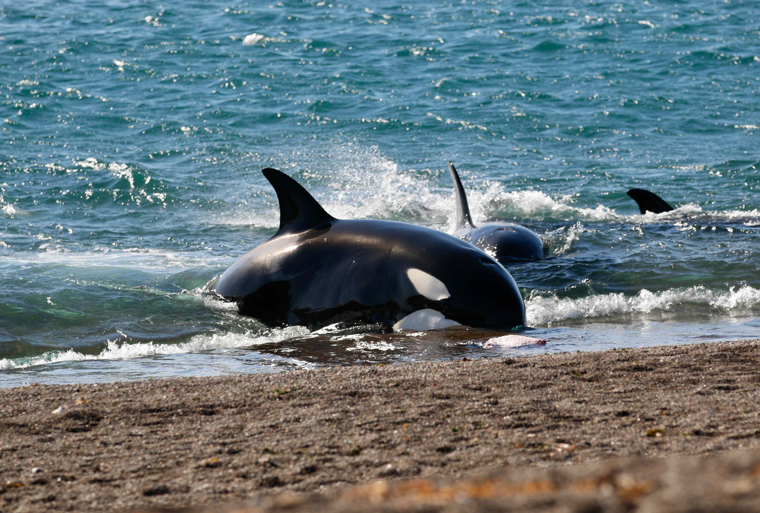 1647857494 Avistaje de orcas una experiencia imperdible en Pen nsula Vald s scaled Merca2.es