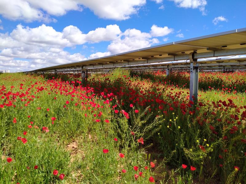 Iberdrola inicia las obras de la planta fotovoltaica Conde en Portugal