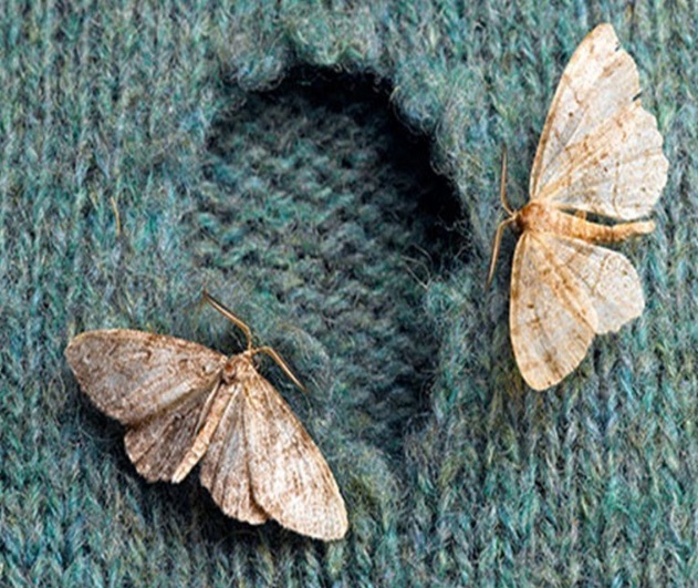polilla de la ropa