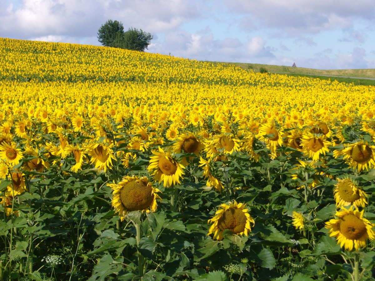 El aceite de girasol escasea: esta es la mejor alternativa