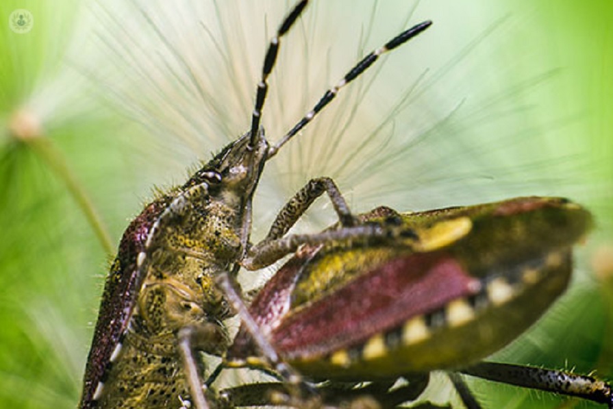 ¿Qué es y cómo puede afectar la enfermedad de Chagas?