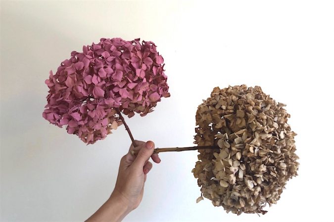 Los mejores consejos para secar tus flores 28 Merca2.es flores