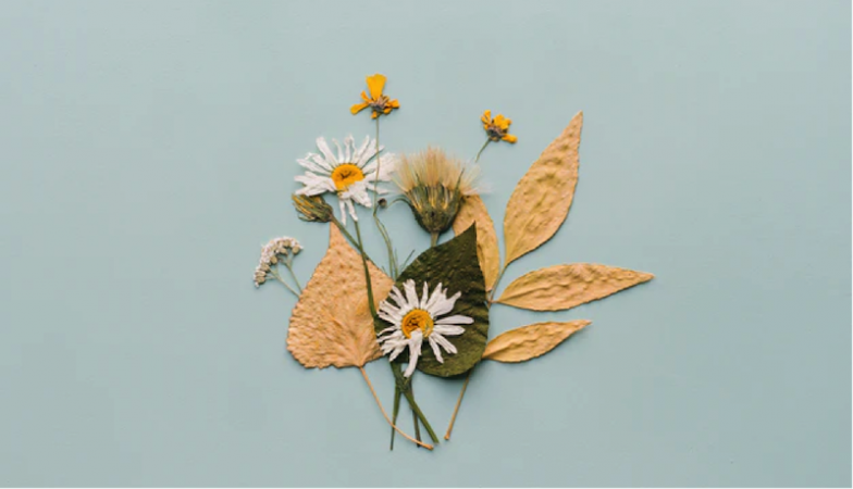 Los mejores consejos para secar tus flores 23 Merca2.es flores secas margarita Merca2.es