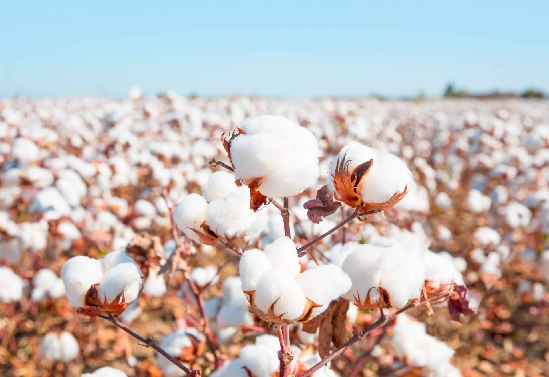 La utilización de algodón orgánico en las prendas de Udhara