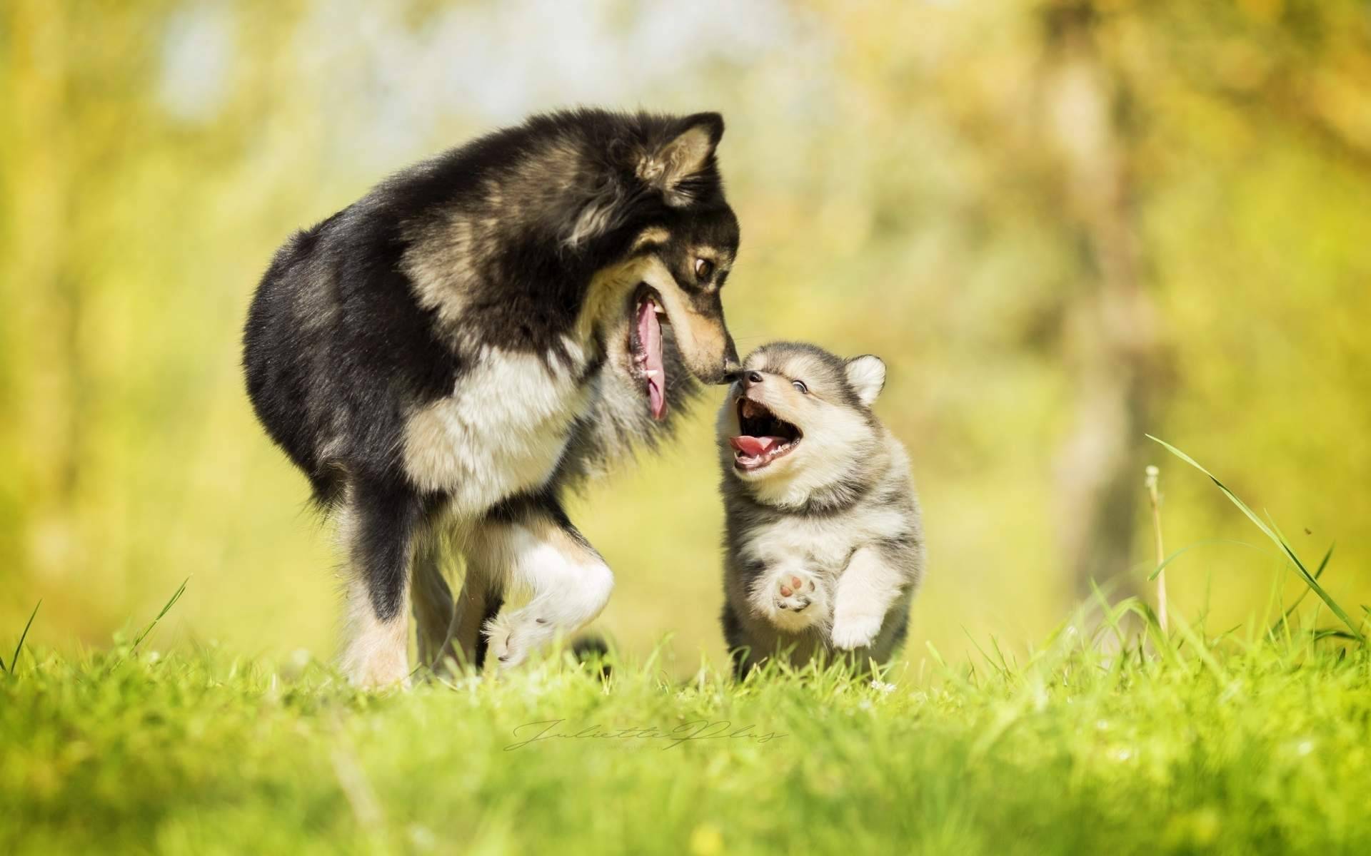 En Toledo, Cachorros del Valle apuesta por la cría responsable de perros