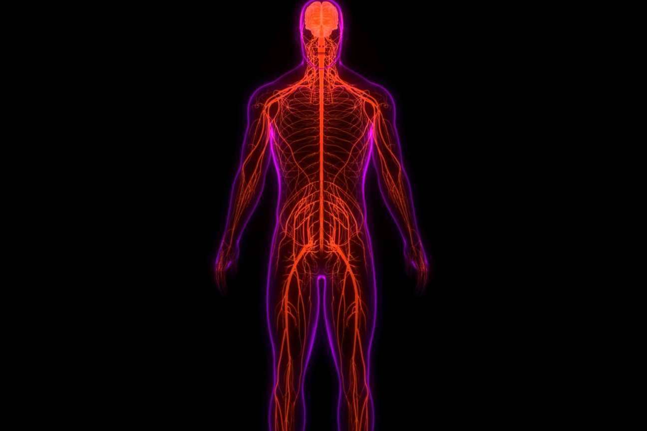 Centre Chiropractic Dr. Marc Bony y la importancia del sistema nervioso