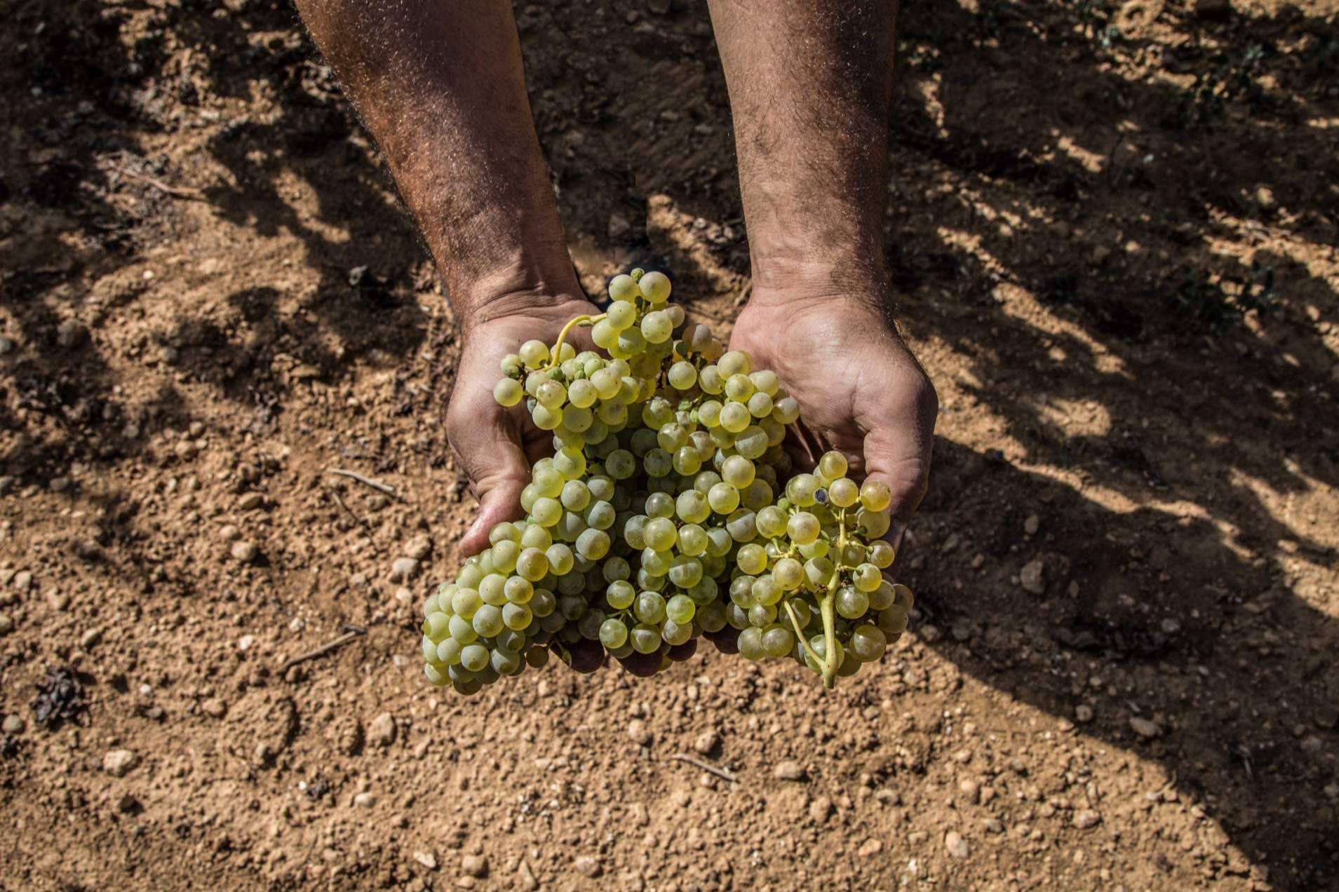 Beberse la naturaleza con vinos y cavas